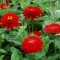Cveće 5 kesica Lepi čovek - Cinija - crvena - Zinnia elegans 5973 - thumbnail 2