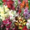 Cveće Zevalica - mešavina - Antirrhinum majus - seme 5 kesica 2129 - thumbnail 2
