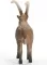 Schleich® Figure Divlje životinje Kozorog 14873 - thumbnail 2