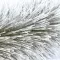 Novogodišnja Jelka Silver Beauty 220 cm - thumbnail 2