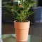 Ukrasna saksija Evolution Matt Ares 40cm White - thumbnail 2