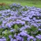Cveće Goruća Ljubav - plava - Ageratum mexicanum - seme 2036 - thumbnail 2