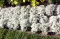 Cveće Medeni Cvet - Snežni Tepih - beli - Alyssum maritimum - seme 2086 - thumbnail 2