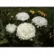Seme Lepa Kata Princes - bela - Callistephus chinensis 2274 - thumbnail 2