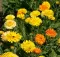 Seme za cveće Neven - mešavina - Calendula officinalis 2632 - thumbnail 2