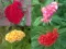 Baštensko cveće Petlova kresta - mešavina - Celosia argentea var. cristata 2742 - thumbnail 2