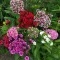 Seme za cveće Turski karanfil - mešavina -  Dianthus barbatus 3133 - thumbnail 2