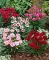 Seme za cveće Kineski karanfil - mešavina - Dianthus chinensis 3138 - thumbnail 2