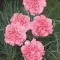 Seme za Karanfil  šabo - pink - Dianthus caryophyllus 3225/1 - thumbnail 2