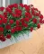Seme za Karanfil  šabo - crveni - Dianthus caryophyllus 3225/2 - thumbnail 2