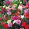 Seme za cveće Karanfil  šabo - mešavina - Dianthus caryophyllus 3245 - thumbnail 2