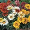Baštensko cveće Gazanija - mešavina - Gazania splendens hyb. 3470 - thumbnail 2
