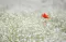 Baštensko cveće Šlajer - beli - Gypsophila elegans. 3665 - thumbnail 2
