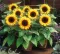 Seme za cveće Suncokret - mešavina - Helianthus annuus 3695 - thumbnail 2