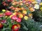 Seme za cveće Suva ruža - mešavina - Helichrysum bracteatum 3720 - thumbnail 2