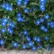 Seme za cveće Ladolež Heavenly Blue - Ipomoea purpurea 3812 - thumbnail 2