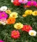 Seme za cveće Prkos dupli - mešavina - Portulaca grandiflora 4830 - thumbnail 2