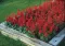 Baštensko cveće Plamena Kadulja - Žalfija - Salvia splendens 5174 - thumbnail 2