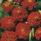 Seme za sadnju - cveće Kadifa niska - crvena -  Tagetes patula 5438 - thumbnail 2