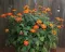 Seme za sadnju - cveće Meksički suncokret - mešavina -  Tithonia speciosa 5455 - thumbnail 2