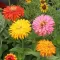 Seme za cveće Lepi čovek kaktus - mešavina - Zinnia elegans Cactus 5901 - thumbnail 2