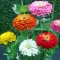 Baštensko cveće Lepi čovek - mešavina - Zinnia elegans 5971 - thumbnail 2