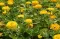 Baštensko cveće Lepi čovek - Cinija - žuti - Zinnia elegans 5972 - thumbnail 2