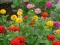 Seme za cveće Cinija elegans Liliput - mešavina - Zinnia elegans Liliput 6002 - thumbnail 2