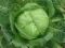 Povrće - seme - Kupus Varaždinski - Brassica oleracea var. capitata - 47 - thumbnail 2