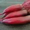 Seme - Cvekla cilindra - Beta vulgaris L. var. conditiva 266 - thumbnail 2