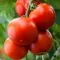 Seme za Paradajz novosadski jabučar - Solanum lycopersicum L. 505 - thumbnail 2