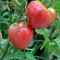 Seme za Paradajz Volovsko srce - Solanum lycopersicum L. 515 - thumbnail 2