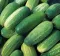 Seme za Kornišone - pariski kornišon - Cucumis sativus L. 637 - thumbnail 2