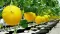 Dinja Medena rosa - seme - Cucumis melo L. 751 - thumbnail 2