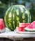 Lubenica Crimson Sweet - seme - Citrullus lanatus (Thunb.) Mansf. 813 - thumbnail 2