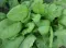 Seme za Spanać matador - Spinacea oleracea L. 50g - thumbnail 2