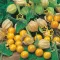 Seme za začinsko bilje -  Peruanska jagoda - Physalis peruviana 1075 - thumbnail 2