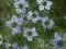 Seme za začinsko bilje - Crni kim - Nigella sativa 1078 - thumbnail 2