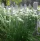 Začinsko bilje - Kineski vlašac - Allium tuberosum 1084 - thumbnail 2