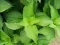 Začinsko bilje - seme - Korejska nana - Agastache rugosa 1085 - thumbnail 2