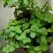 Pitoma nana - Mentha piperita - seme 1087 - thumbnail 2