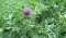 Sikavica - Silybium marianum - seme 1088 - thumbnail 2