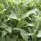 Žalfija - Salvia officinalis - seme 1093 - thumbnail 2