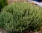 Majčina dušica - Thymus vulgaris L. - seme 1112 - thumbnail 2