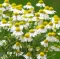 Kamilica - Matricaria chamomilla - seme 1118 - thumbnail 2