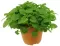 Matičnjak - Melissa officinalis L. - seme 1120 - thumbnail 2