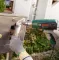 Bosch EasyHeat 500 Fen za vreli vazduh 06032A6020 - thumbnail 2