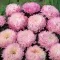 Seme Lepa Kata Princes - roze - Callistephus chinensis 2277 - thumbnail 2