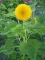 Seme za cveće - Suncokret niski žuti - Helianthus annuus 3702 - thumbnail 1