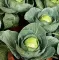 Povrće - seme - Kupus Slava - Brassica oleracea var. capitata L.- 42 - thumbnail 2